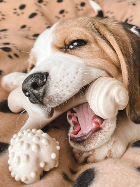 Jouet à mâcher pour chiots ou chien séniors - Densité Soft - BetterBone