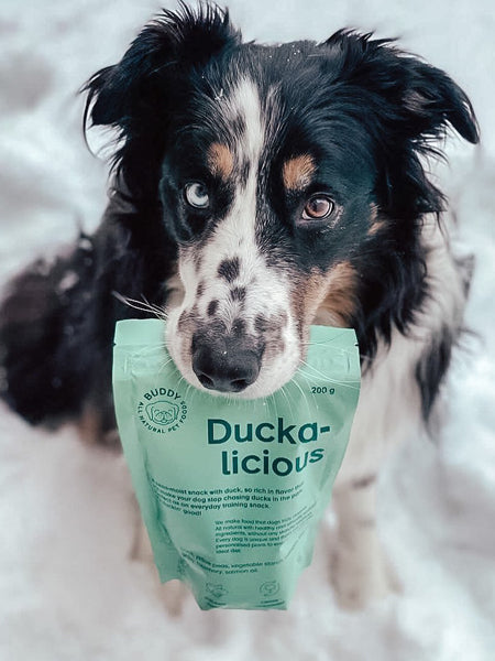 Friandises saines pour chien