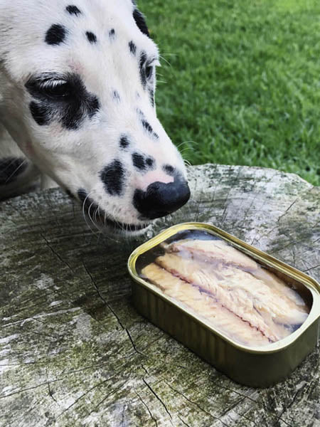 Filets de Maquereau au naturel pour chien