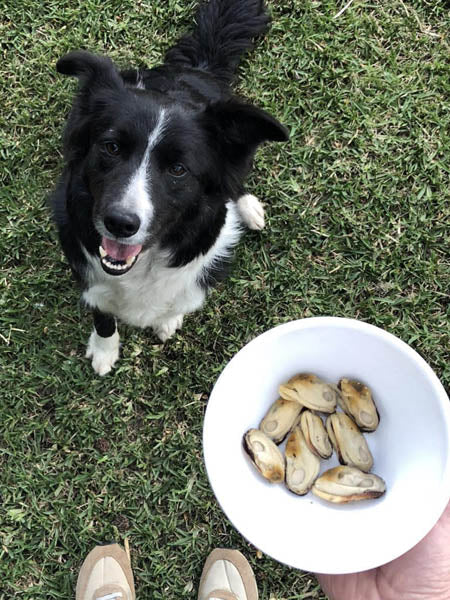 Moules vertes de Nouvelle-Zélande au naturel pour chien