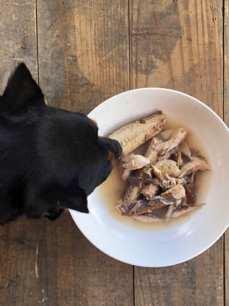 Sardines de la côte Atlantique au naturel pour chien