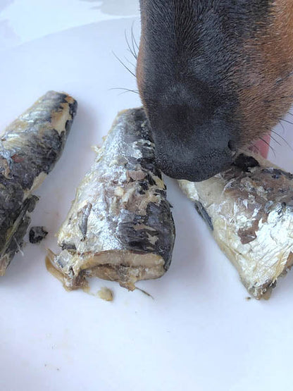 Sardines de la côte Atlantique au naturel pour chien