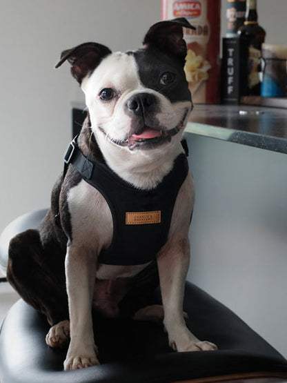 Harnais pour chien Confort Charlie's Backyard - Noir