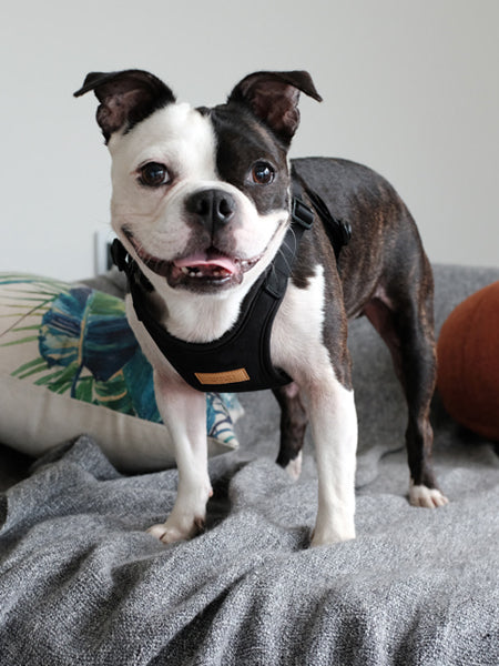 Harnais pour chien Confort Charlie's Backyard - Noir