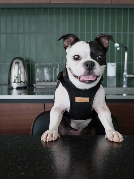 Harnais pour chien Confort Charlie's Backyard - Noir