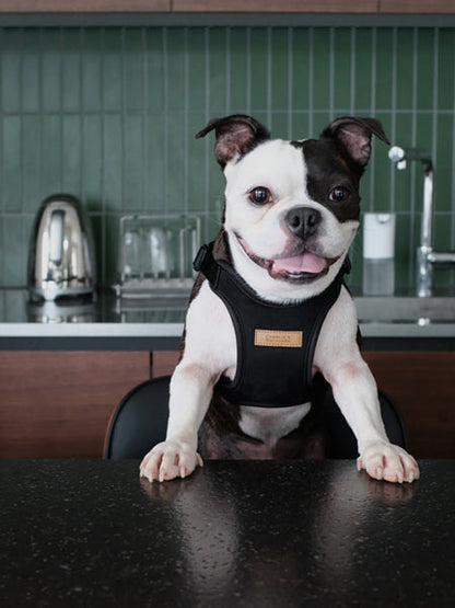 Harnais pour chien Confort Charlie's Backyard - Noir