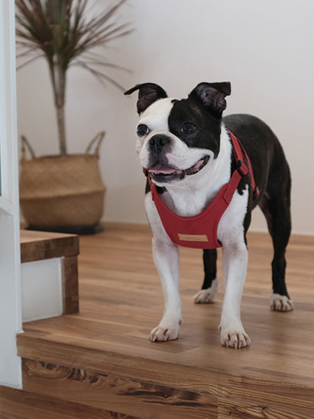 Harnais pour chien Confort Charlie's Backyard - Rouge