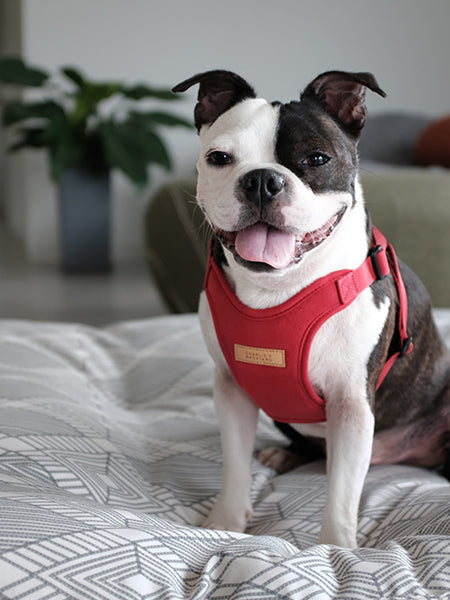Harnais pour chien Confort Charlie's Backyard - Rouge
