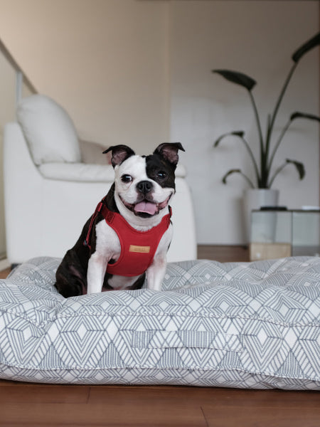 Harnais pour chien Confort Charlie's Backyard - Rouge