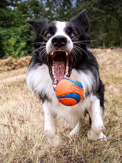 Lanceur de balles Fetch & Fold pour chien - Chuck It