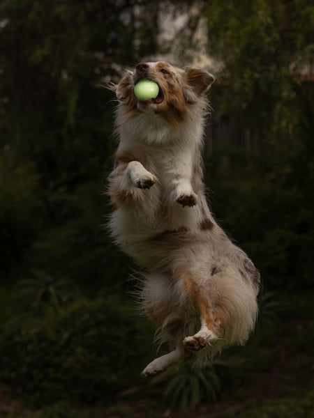 2 balles pour chien - Max Glow - Chuck It! - Taille M