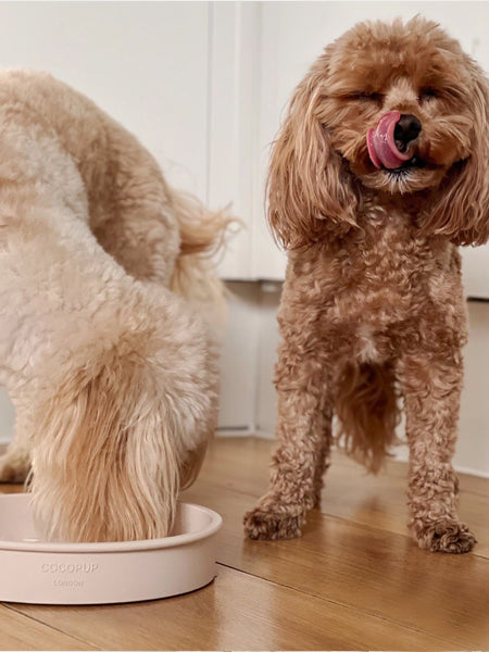 Gamelle d'enrichissement pour chien - Fleur - CocoPup London (2 coloris)