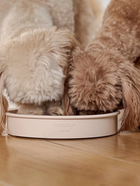 Gamelle d'enrichissement pour chien - Fleur - CocoPup London (2 coloris)