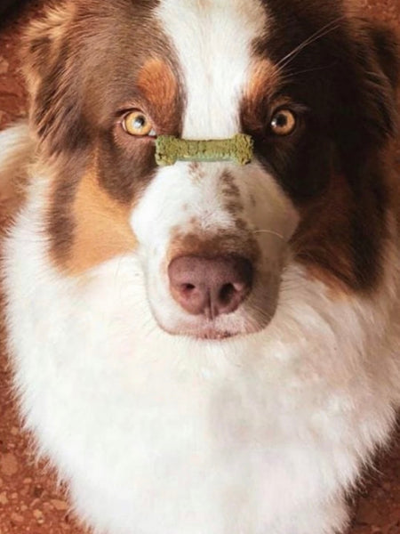 Biscuits pomme & spiruline pour chien