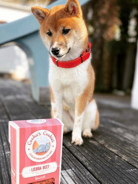 Biscuits Detox pour chien