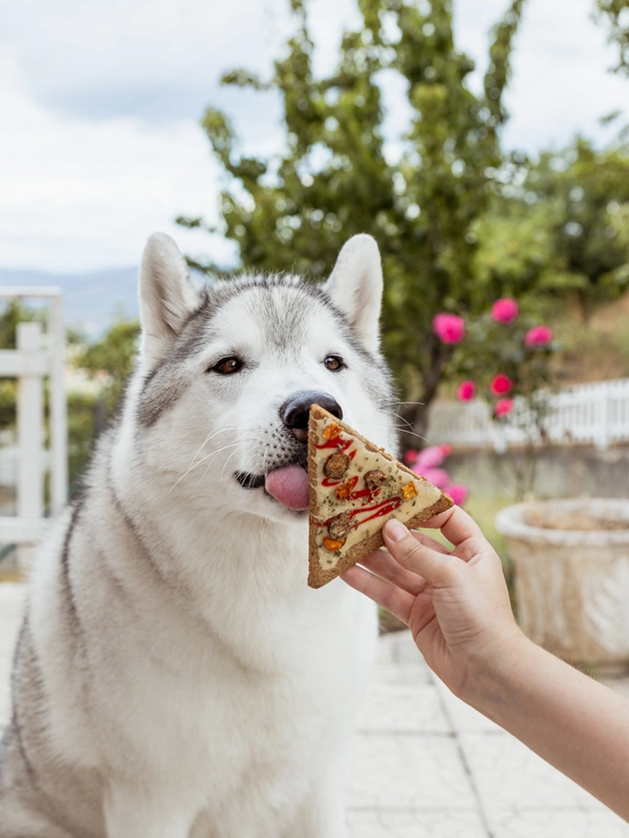 Gâteau pour chien Doggie Pizza 🍕 – Cooka's Cookies