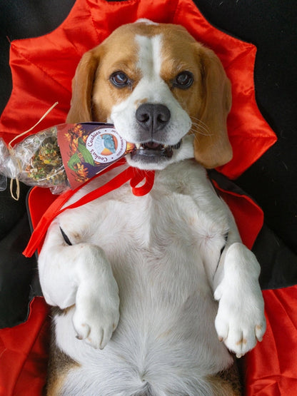 Biscuits d'halloween pour chien