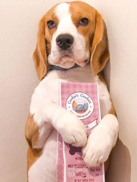 Biscuits Antioxydants pour chien