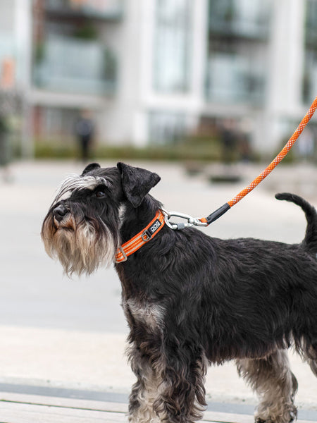 Collier pour chien DOG Copenhagen - Urban Style - Orange