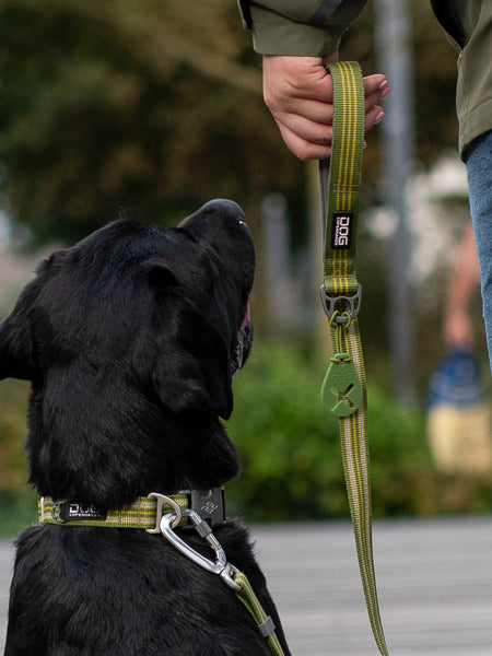 Collier pour chien DOG Copenhagen - Urban Style - Vert