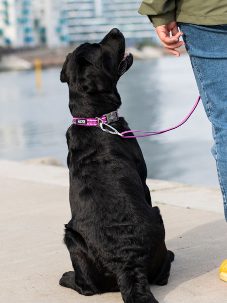 Collier pour chien DOG Copenhagen - Urban Style - Violet