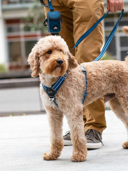 Harnais Bleu pour chien