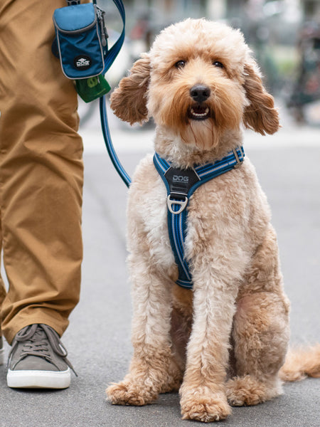 Harnais Bleu pour chien