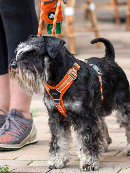 Harnais Orange pour chien - Comfort Walk Air 3.0 - DOG Copenhagen