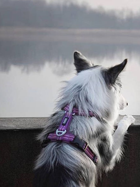 Harnais Violet pour chien - Comfort Walk Air 3.0 - DOG Copenhagen