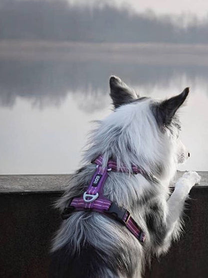 Harnais Violet pour chien - Comfort Walk Air 3.0 - DOG Copenhagen