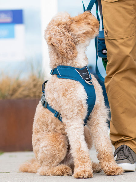 Harnais Bleu pour chien - Comfort Walk Pro 3.0 - DOG Copenhagen