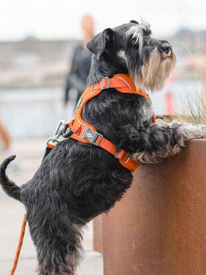 Harnais Orange pour chien - Comfort Walk Pro - DOG Copenhagen