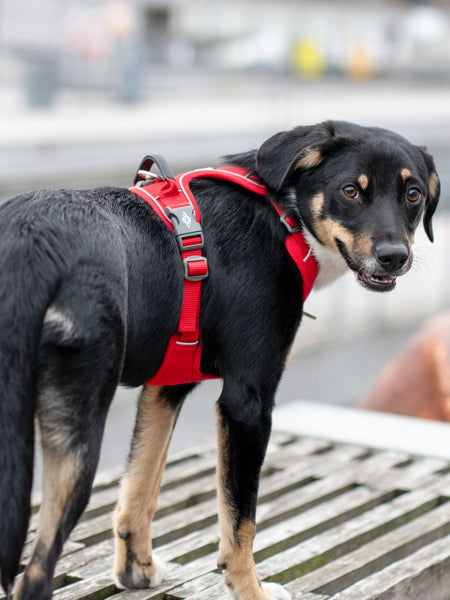 Harnais Rouge pour chien - Comfort Walk Pro 3.0 - DOG Copenhagen
