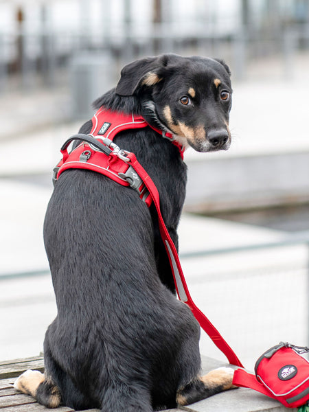 Harnais Rouge pour chien - Comfort Walk Pro 3.0 - DOG Copenhagen