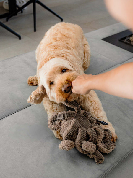 Peluche pour chien - Pieuvre Taupe - District 70