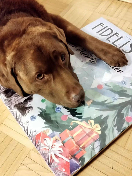 Calendrier de l'avent pour chien