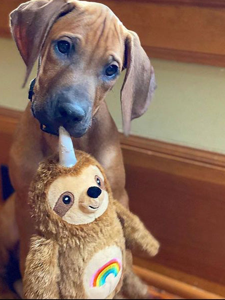 Peluche pour chien