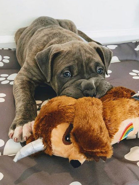 Peluche pour chien