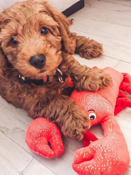 Peluche de Noël pour chien - Homard 🦞 - Fringe Petshop