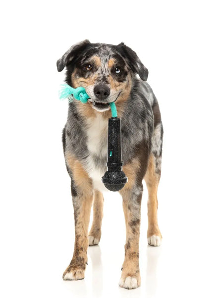 Jouet à mâcher pour chien