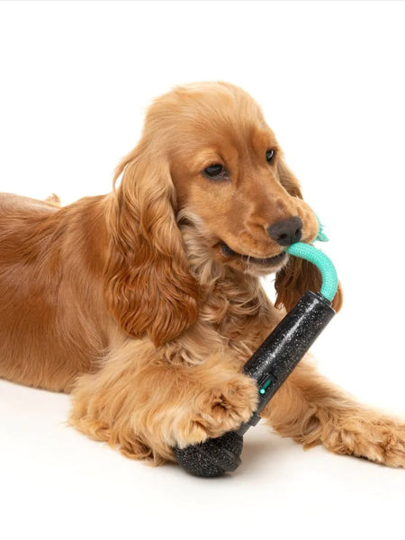 Jouet à mâcher pour chien