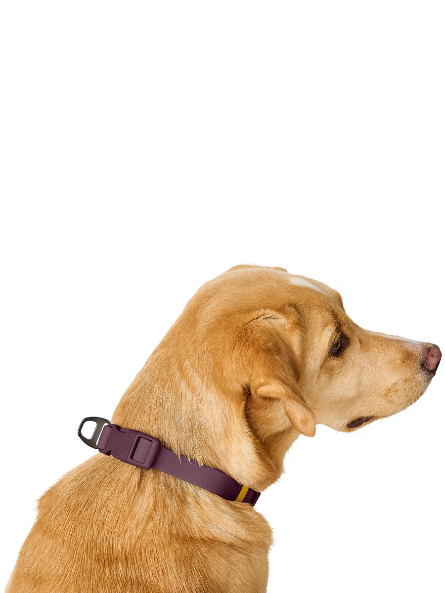 Collier pour chien imperméable et résistant - Havana mûre - Hunter