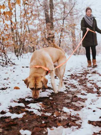 Longe convenience 5m ou 12m pour chien - Orange néon - Hunter