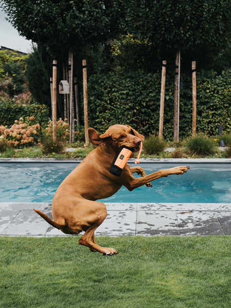 Dummy pour chien sac d'éducation - Orange - Hunter