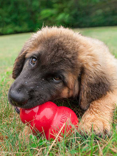 Jouet à mâcher pour chien