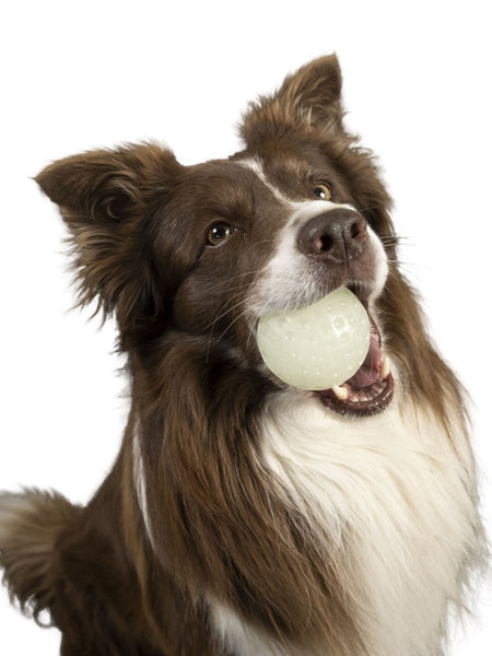 Balle pour chien en mousse haute densité - Phosphorescente