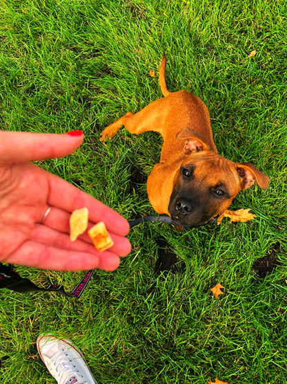 Friandises naturelles pour chien et chat