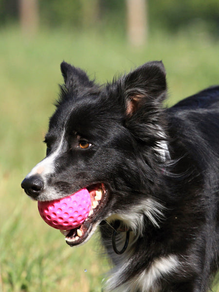 Balle pour chien en mousse haute densité - Bleu