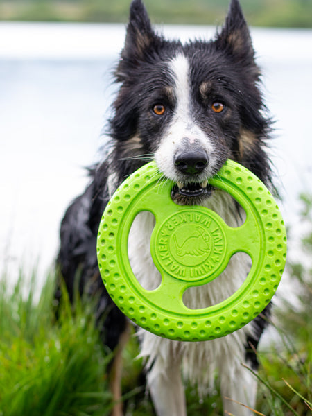 Frisbee pour chien mousse haute densité - Orange - Kiwi Walker