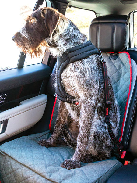 Ceinture de sécurité pour chien - Kong